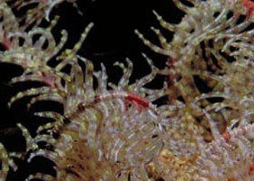 Point Danger Marine Sanctuary - Attractions 0