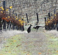 Blue Pyrenees Estate - Attractions
