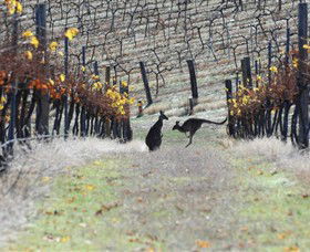 Blue Pyrenees Estate - Attractions 0