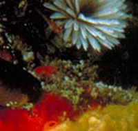 Point Cooke Marine Sanctuary - Attractions