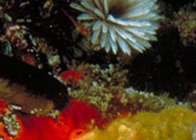 Point Cooke Marine Sanctuary - Attractions Las Vegas 0