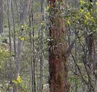 Heathcote-Graytown National Park - Attractions