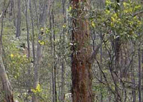 Heathcote-Graytown National Park - Attractions 0