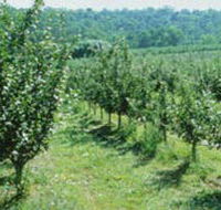 Pettys Orchard - Attractions