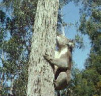 Creswick Regional Park - Attractions