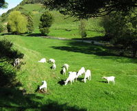 Goats of Gaia Soap