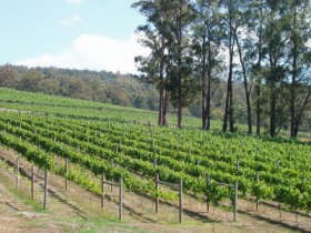 Piedmont Vineyard - Attractions 0