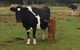 Animal Land Children's Farm - thumb 0