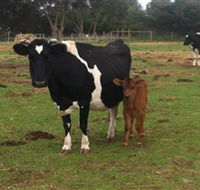 Animal Land Children's Farm - Attractions