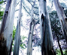 Dandenong Ranges National Park - Attractions 0