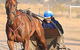 Ballarat & District Trotting Club - thumb 0