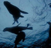 The Arches Marine Sanctuary - Attractions