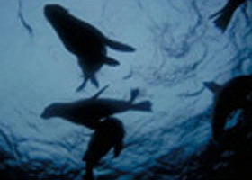 The Arches Marine Sanctuary - Attractions 0