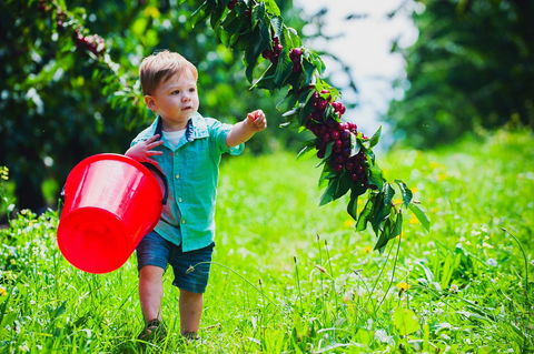 Cherryhill Orchards - Attractions 2