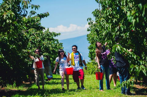 Cherryhill Orchards - Attractions 4