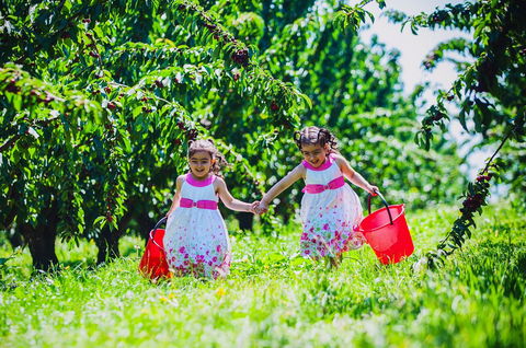 Cherryhill Orchards - Attractions 6