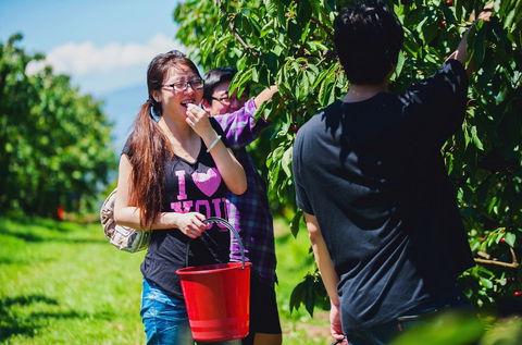 Cherryhill Orchards - Attractions 9