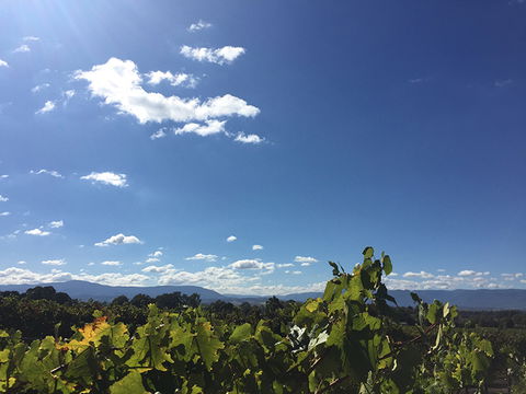 GREENSTONE VINEYARDS - Attractions 5