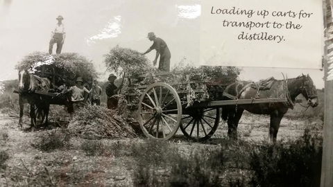 Eucalyptus Distillery Museum - Attractions 4