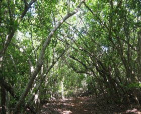 Eucalypt Trail - Attractions 0