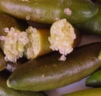 Sandy Creek Olives and Finger Limes - Attractions