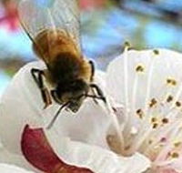 Clayridge Honey - Attractions