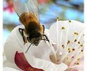 Clayridge Honey - Attractions 0