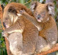 Shoalhaven Zoo - Attractions
