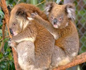 Shoalhaven Zoo - Attractions 0