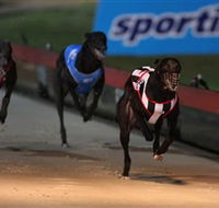 Dapto Dogs - Attractions