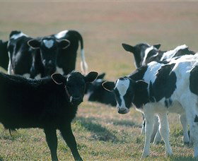 Bodalla Dairy Cheese Factory - Attractions 0