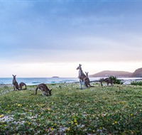 Pebbly Beach - Attractions