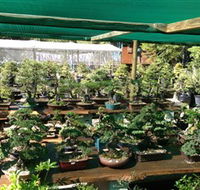 Bonsai at the Bay - Attractions