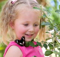 Coffs Harbour Butterfly House - Attractions