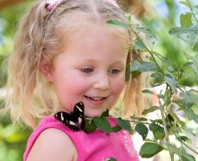 Coffs Harbour Butterfly House - Attractions 0