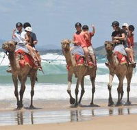 Camel Rides with Coffs Coast Camels - Attractions