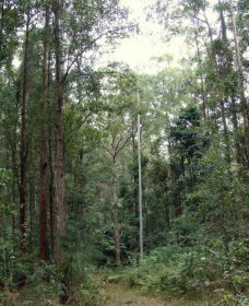 Bongil Bongil National Park - Attractions 0