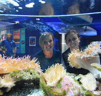 Solitary Islands Aquarium - Attractions