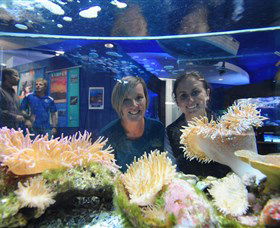 Solitary Islands Aquarium - Attractions 0
