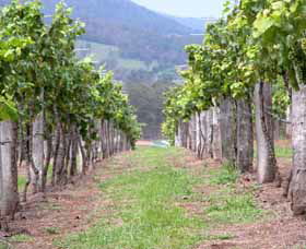 Villa D Esta Vineyard - Attractions 1