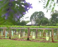 Douglas Vale Historic Homestead  Vineyard