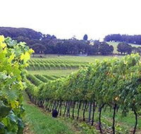 Banjo's Run Winery and Vineyard - Attractions