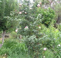 Tombstone Estate Vineyard - Attractions