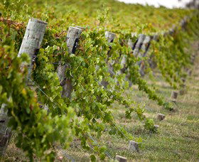 Moothi Estate Vineyard And Cellar Door - Attractions 1