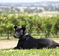 Moothi Estate Vineyard and Cellar Door - Attractions