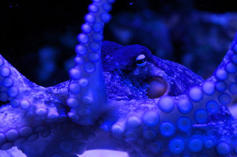 Solitary Islands Aquarium - Attractions 2