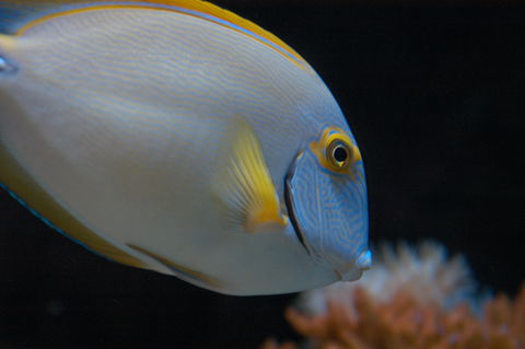 Solitary Islands Aquarium - Attractions 3