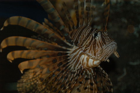 Solitary Islands Aquarium - Attractions 4