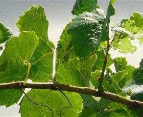 Angullong Wines - Attractions 1