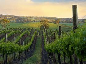 Nepenthe Wines - Attractions 3